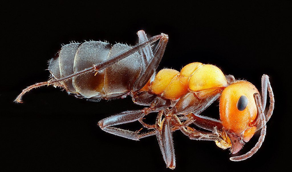 Ant Control service in Wausau, WI