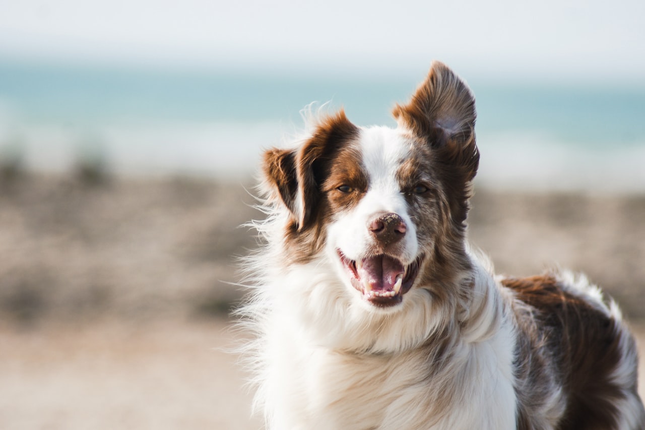 Flea & Tick Control service in Wausau, WI