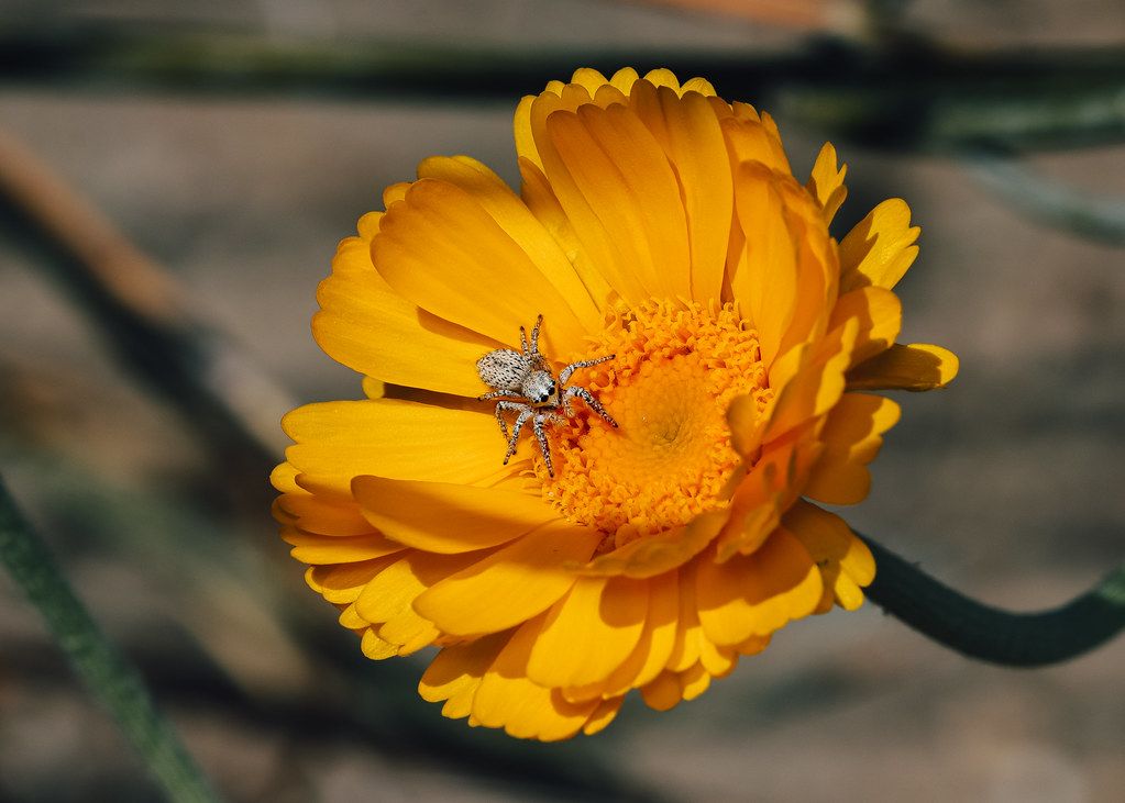 Spider Control service in Wausau, WI